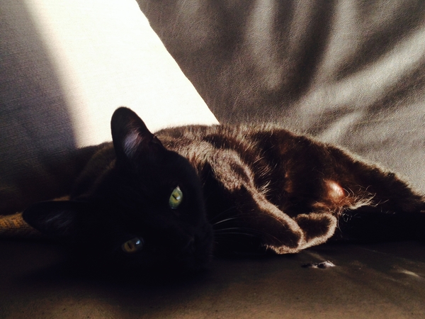 Housesitting assignment in Zürich, Switzerland