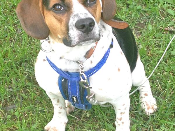 Housesitting assignment in Lasalle, Quebec, Canada
