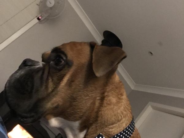 Housesitting assignment in Kellyville Ridge, NSW, Australia