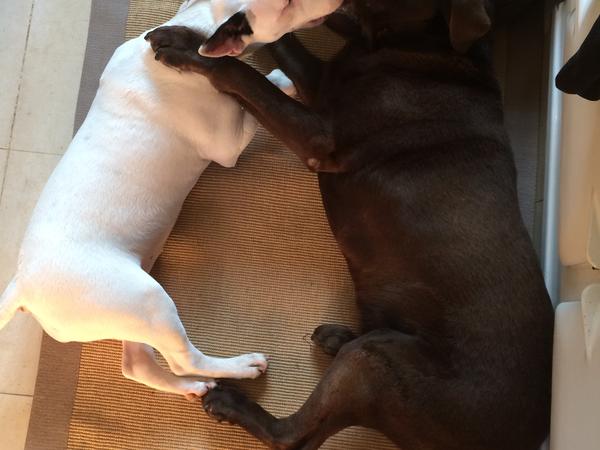 Housesitting assignment in Nottingham, United Kingdom
