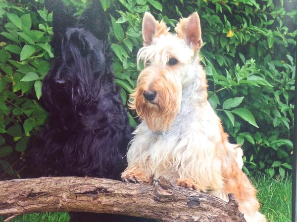 Housesitting assignment in Durham, United Kingdom
