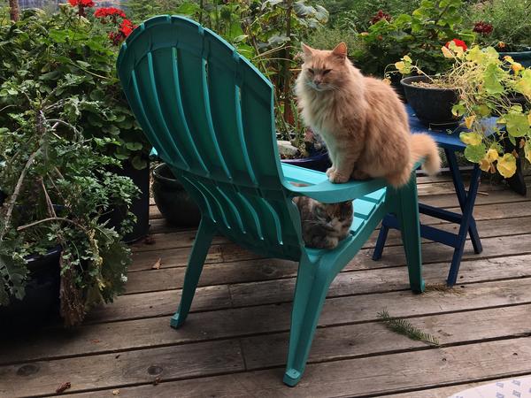 Housesitting assignment in Mansons Landing, British Columbia, Canada
