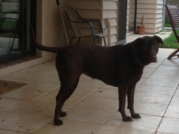 Housesitting assignment in Adelaide, South Australia, Australia