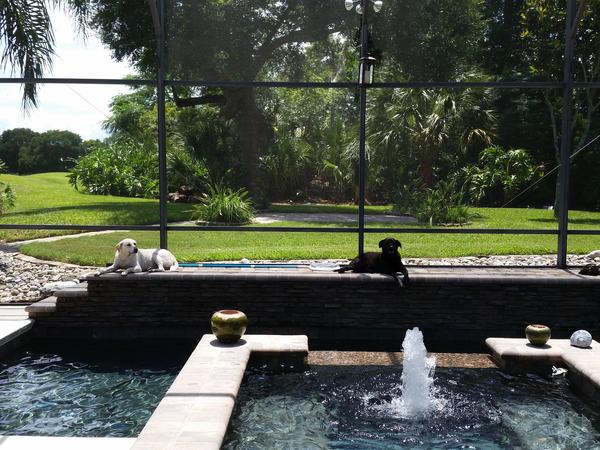 Housesitting assignment in Apopka, Florida, United States