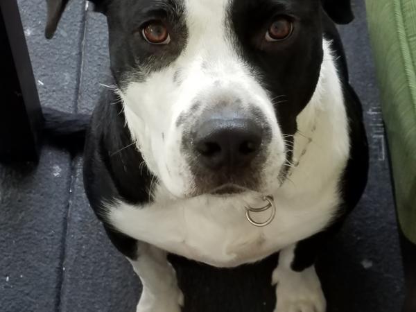 Housesitting assignment in Charleston, South Carolina, United States
