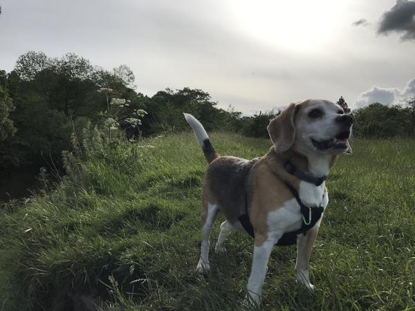 Housesitting assignment in Matlock, United Kingdom