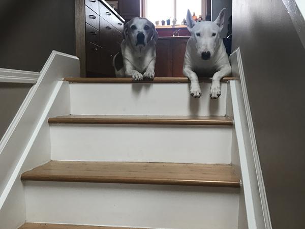Housesitting assignment in Courtenay, British Columbia, Canada
