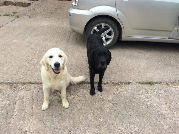 Housesitting assignment in Much Wenlock, United Kingdom