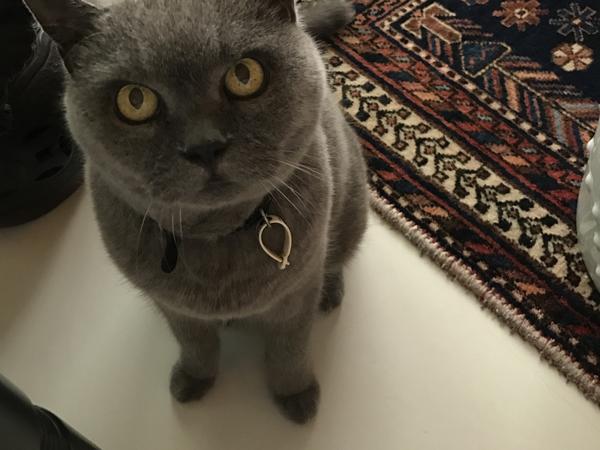 Housesitting assignment in Singapore, Singapore