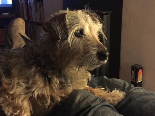 Housesitting assignment in Exeter, United Kingdom