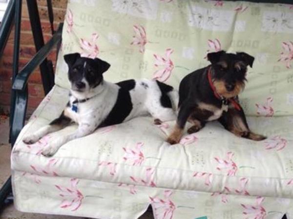 Housesitting assignment in Aldershot, United Kingdom