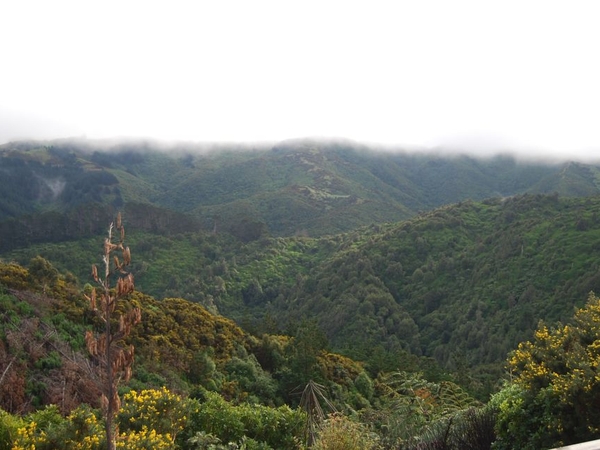 Housesitting assignment in Wellington, New Zealand