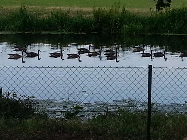 Housesitting assignment in Huntingdon, United Kingdom