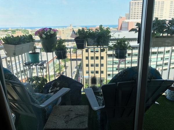 Housesitting assignment in Evanston, IL, United States