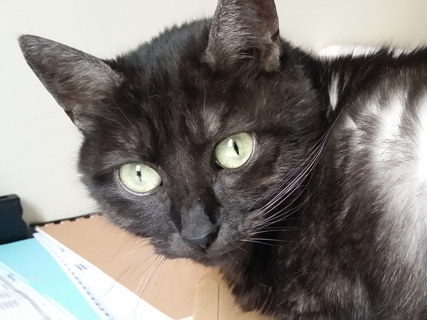 Housesitting assignment in Montreuil, France