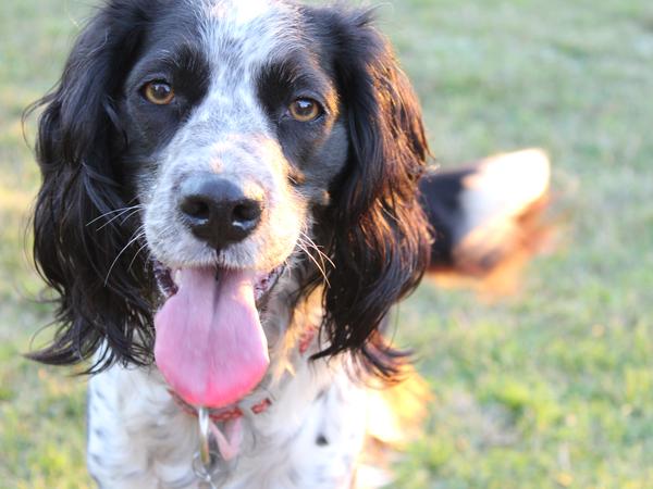 Housesitting assignment in Rozelle, New South Wales, Australia