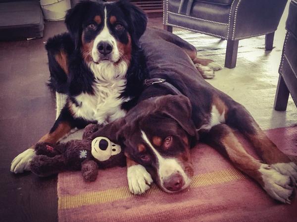 Housesitting assignment in Salzburg, Austria