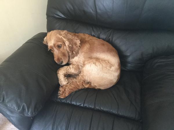 Housesitting assignment in Burton upon Trent, United Kingdom