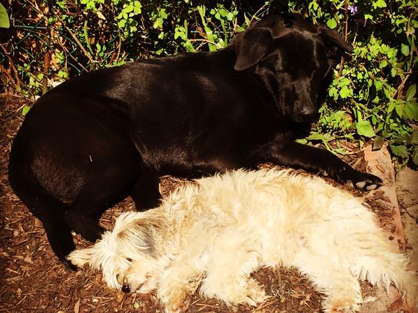 Housesitting assignment in Plymouth, United Kingdom
