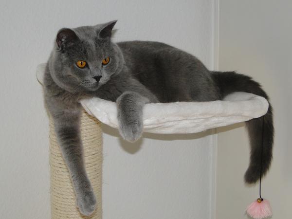 Housesitting assignment in Zürich, Switzerland