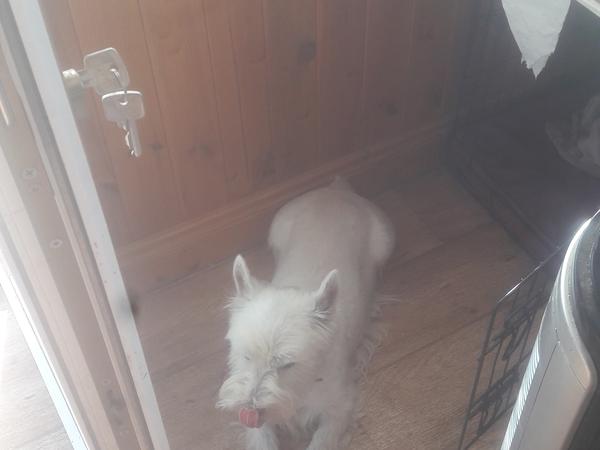 Housesitting assignment in Mullingar, Mullingar, Ireland