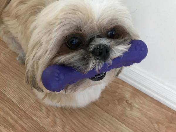Housesitting assignment in Harrogate, United Kingdom