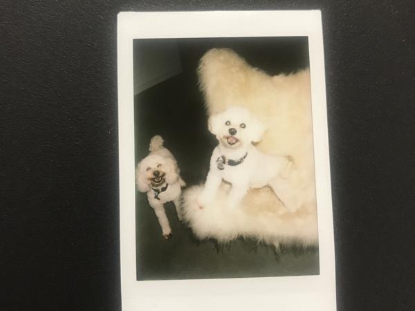 Housesitting assignment in Newcastle, New South Wales, Australia