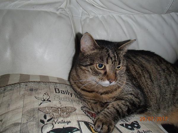 Housesitting assignment in Pezinok, Slovakia