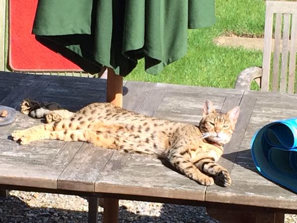 Housesitting assignment in Reading, United Kingdom