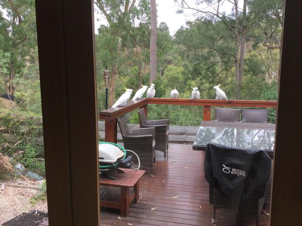 Housesitting assignment in Greensborough, Victoria, Australia