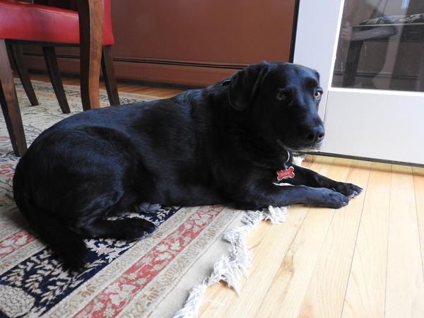 Housesitting assignment in Santa Fe, New Mexico, United States