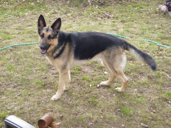 Housesitting assignment in Emsdale, Ontario, Canada