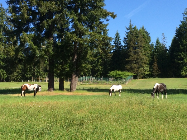 Housesitting assignment in Comox, British Columbia, Canada
