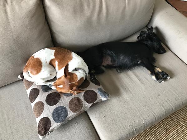 Housesitting assignment in Gundaroo, NSW, Australia