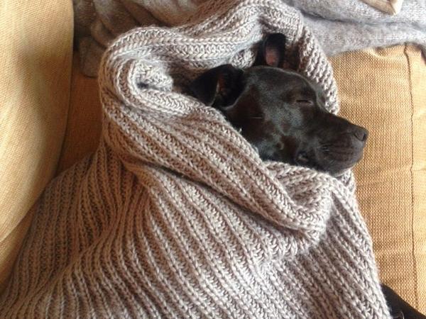 Housesitting assignment in Bristol, United Kingdom