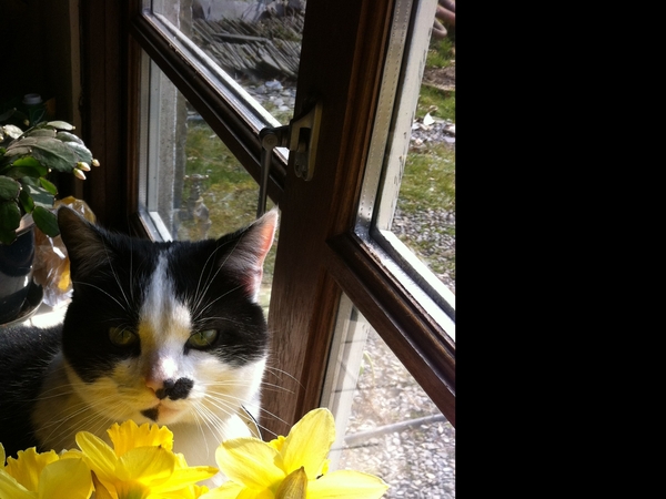 Housesitting assignment in Mullingar, Mullingar, Ireland