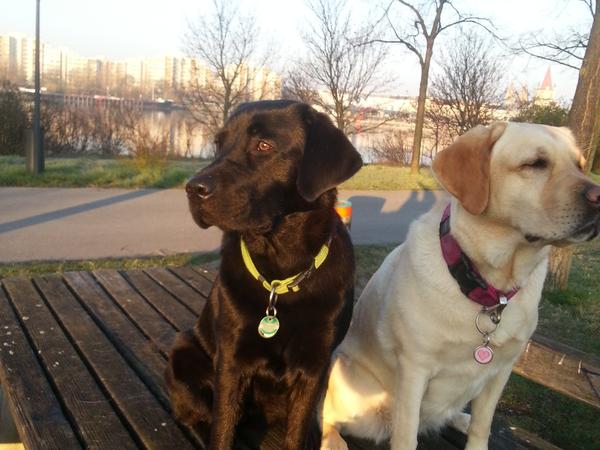 Housesitting assignment in Vienna, Austria