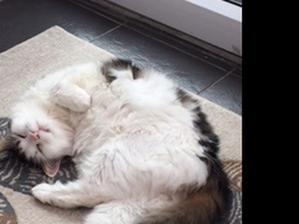 Housesitting assignment in Leeds, United Kingdom