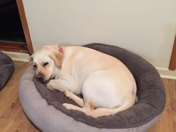Housesitting assignment in Shepparton, VIC, Australia
