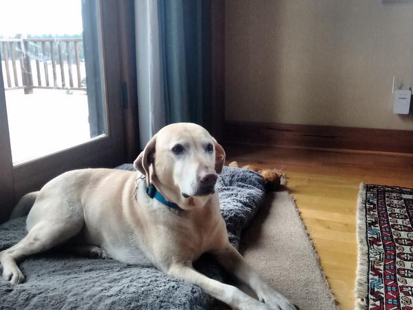 Housesitting assignment in Portland, Oregon, United States