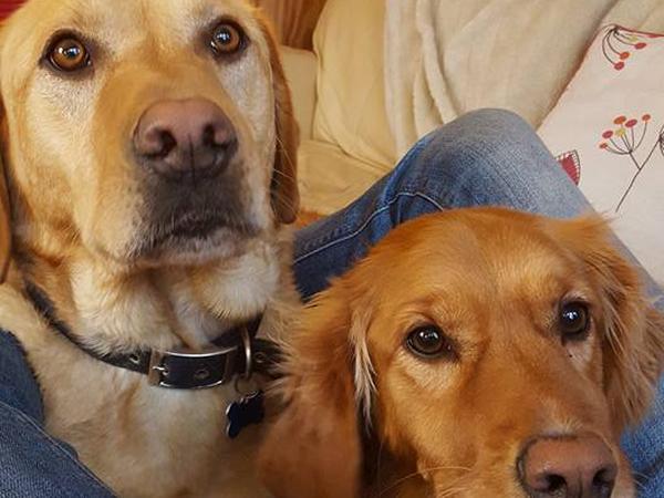 Housesitting assignment in Crossgar, United Kingdom