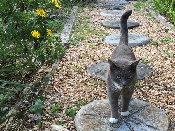 Housesitting assignment in Vilano Beach, FL, United States