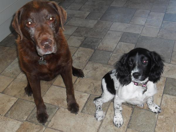 Housesitting assignment in Baginton, United Kingdom