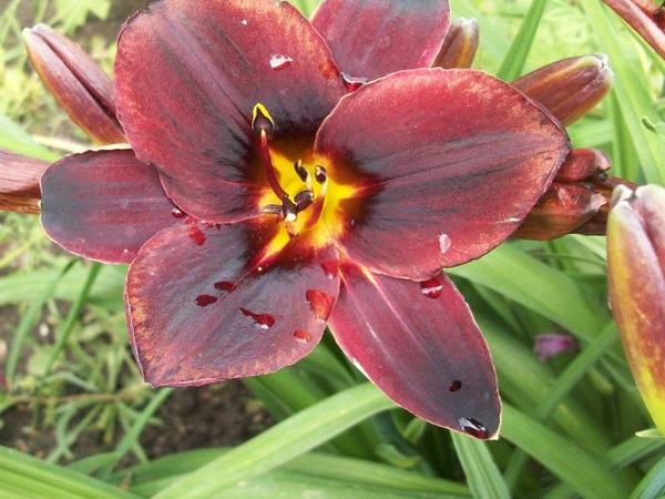 Paula from Apache Junction, AZ, United States