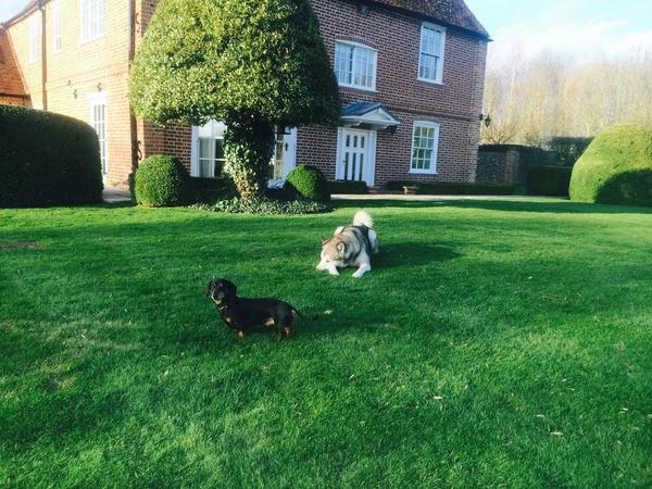 Housesitting assignment in Buckland, United Kingdom