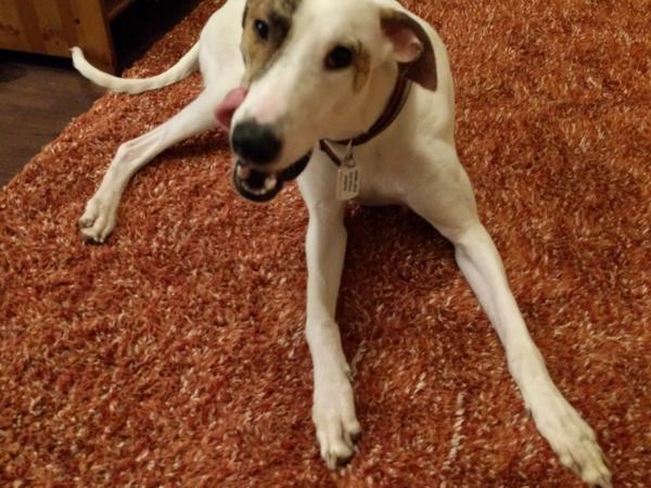 Housesitting assignment in York, United Kingdom