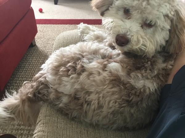 Housesitting assignment in Lakefield, ON, Canada