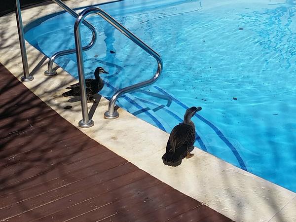 Housesitting assignment in Joondalup, Western Australia, Australia
