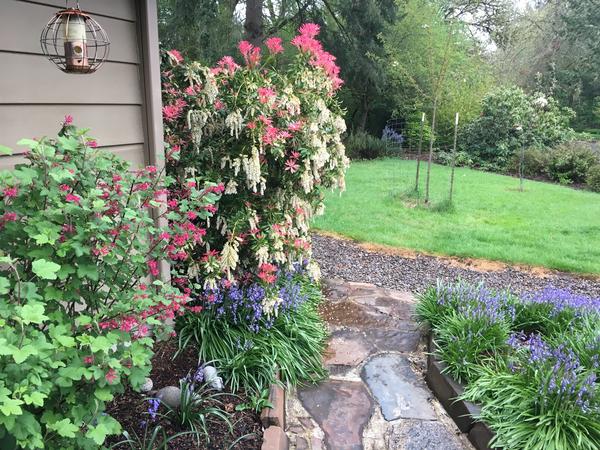 Housesitting assignment in Corvallis, OR, United States