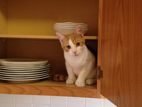 Housesitting assignment in Brighton, Massachusetts, United States